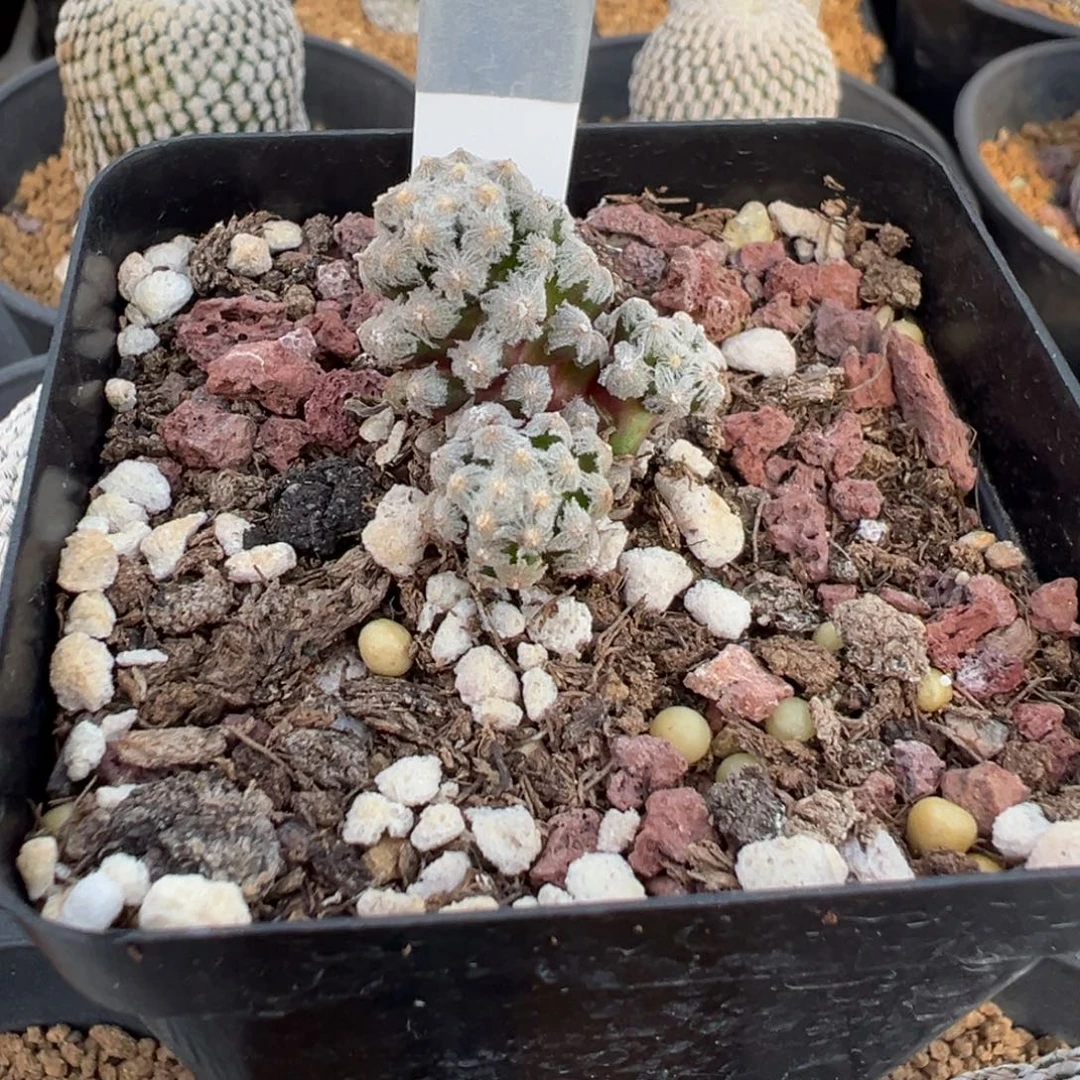 086实生根黛丝you多肉植物带盆土