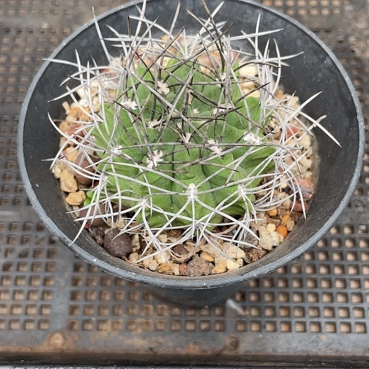 106智利球 仙人球5cm左右
