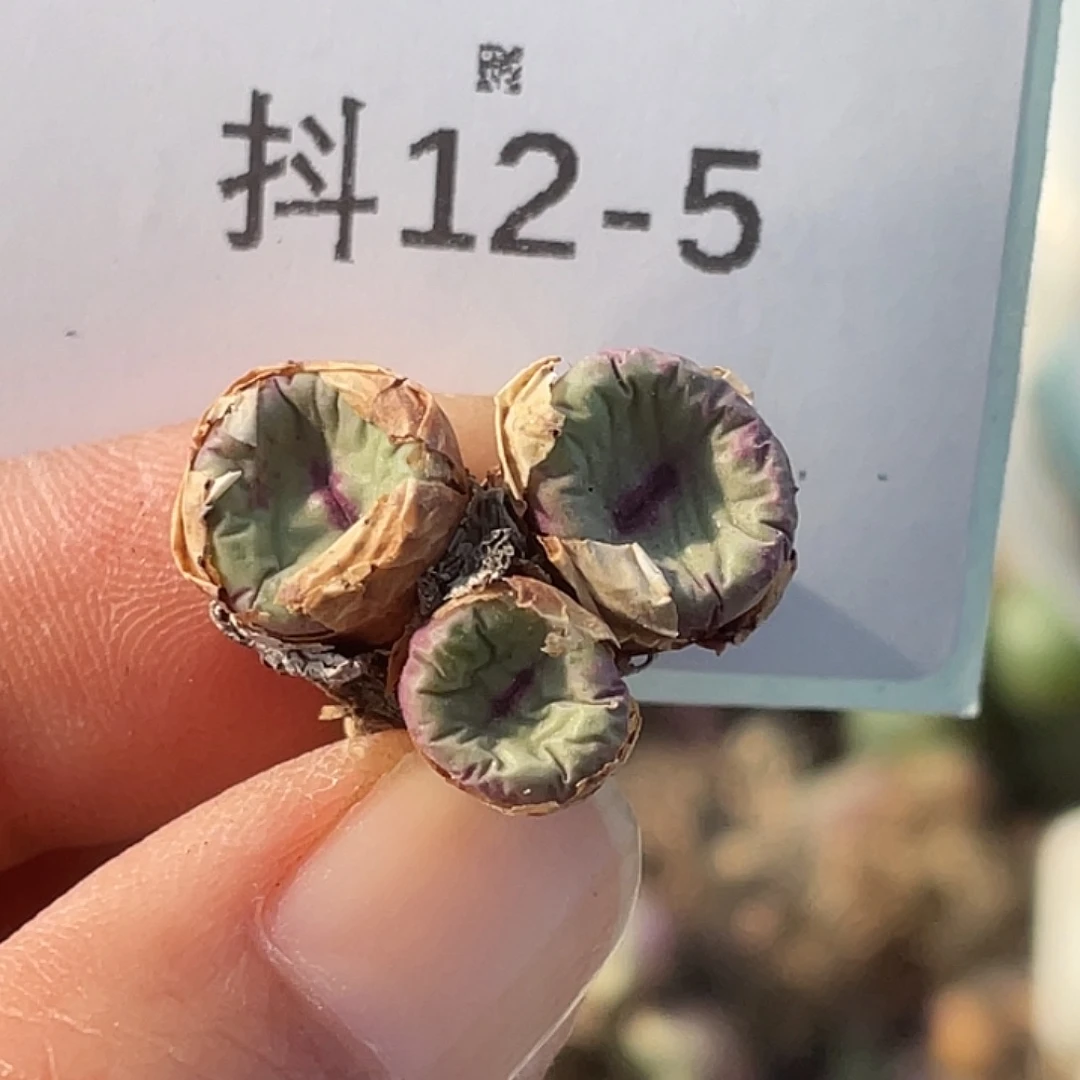 12-5嘴多肉植物肉锥
