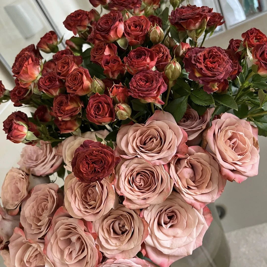 云影优选【卡布奇诺7支+巧克力泡泡5支+黄莺5支】鲜花组合套餐云南鲜花批发次日达顺丰包邮