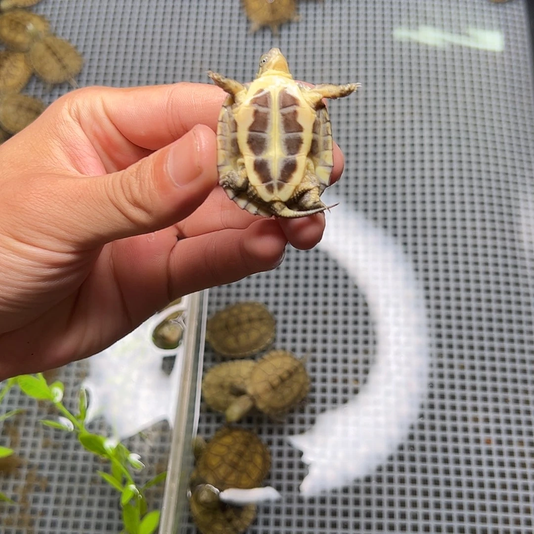 母绿毛龟陈**?7号 30