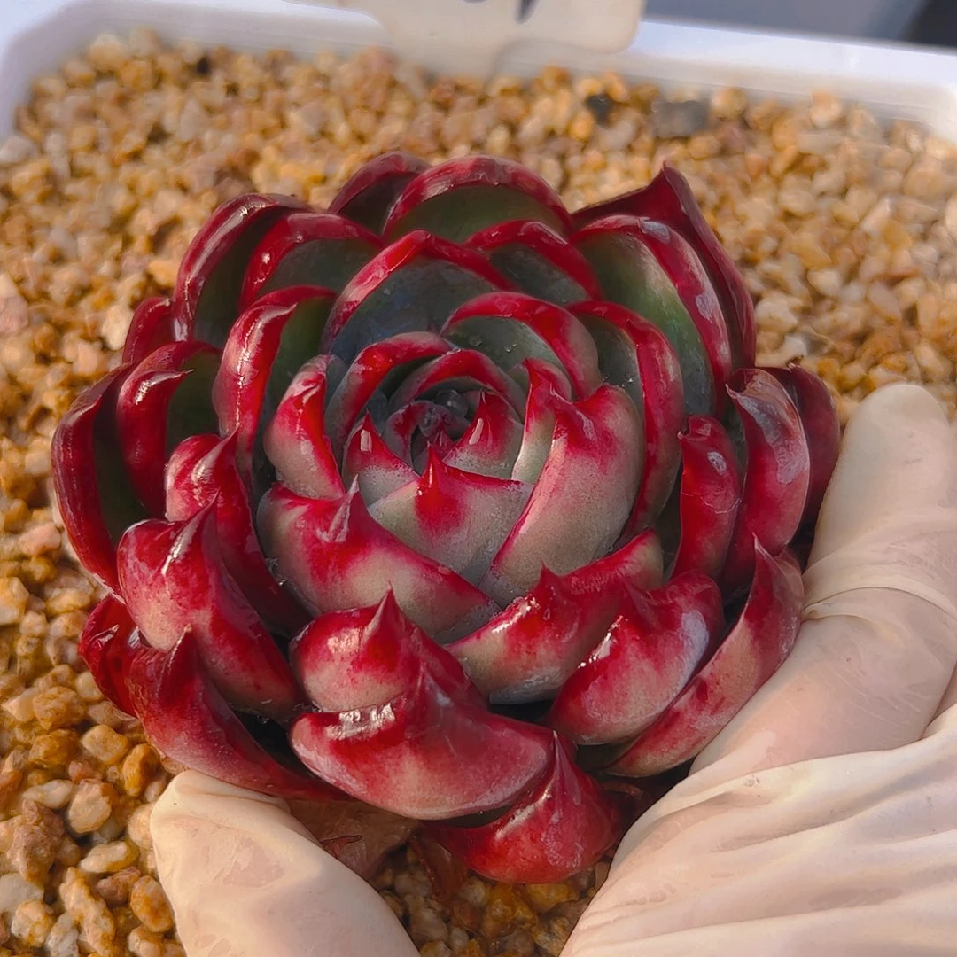 涛**绝惊鸿仙子一物一拍5061号