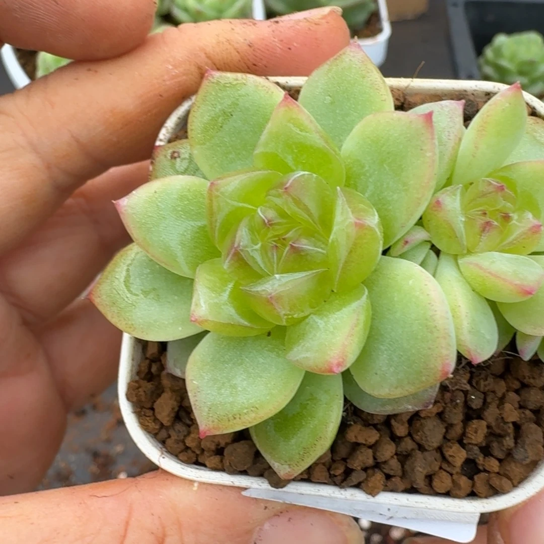 一物一拍一物一拍1109-290