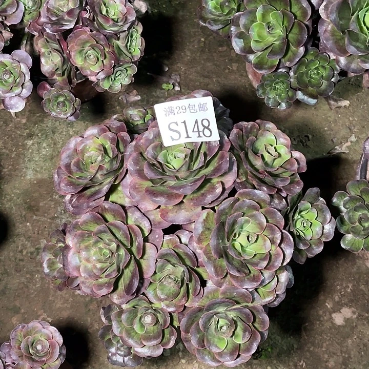 148魅金玫瑰多肉植物