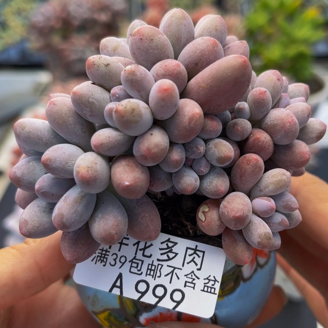 999-汤圆奶酪多肉7cm