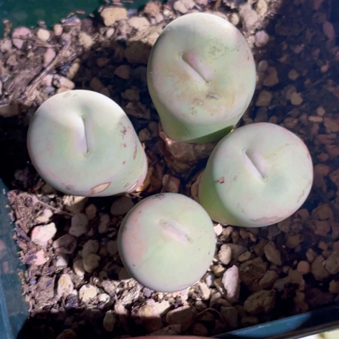 粉嘴嘴嘟嘟嘴植物一物一拍