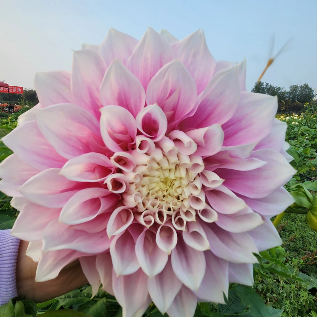 【大丽花 】完美吉他斯 进口大丽花整株种球对版发货