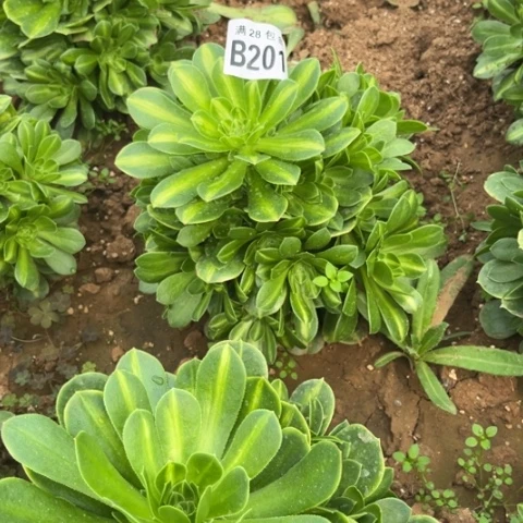 201琉璃翡翠不包断枝