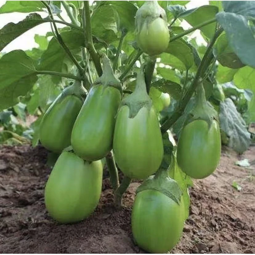 【绿罐香茄种子】耐低温春夏秋均可栽培越冬越寒
