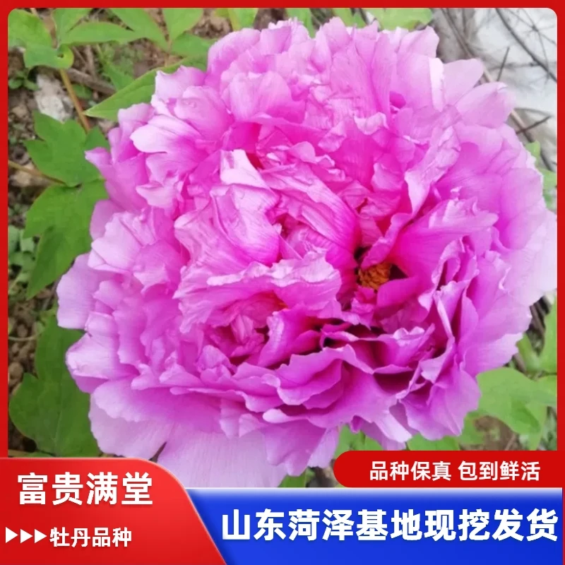 【富贵满堂】观赏牡丹花苗菏泽牡丹花重瓣花卉洛阳牡丹家庭盆栽