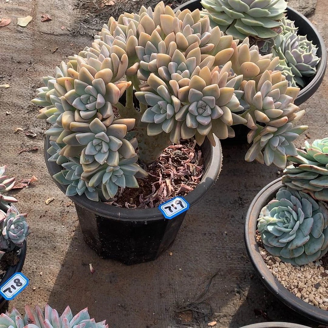 719淡雪缀一物一拍多肉