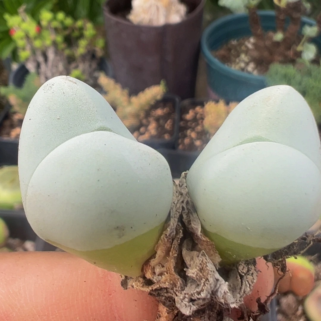 60多肉植物百科植物