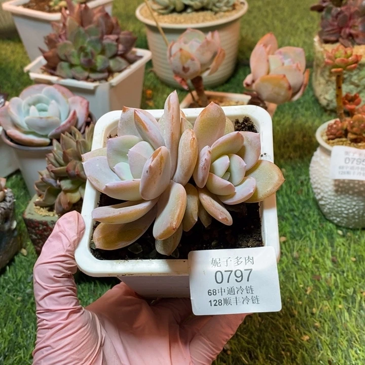 0797 满68中通冷链128顺丰冷链