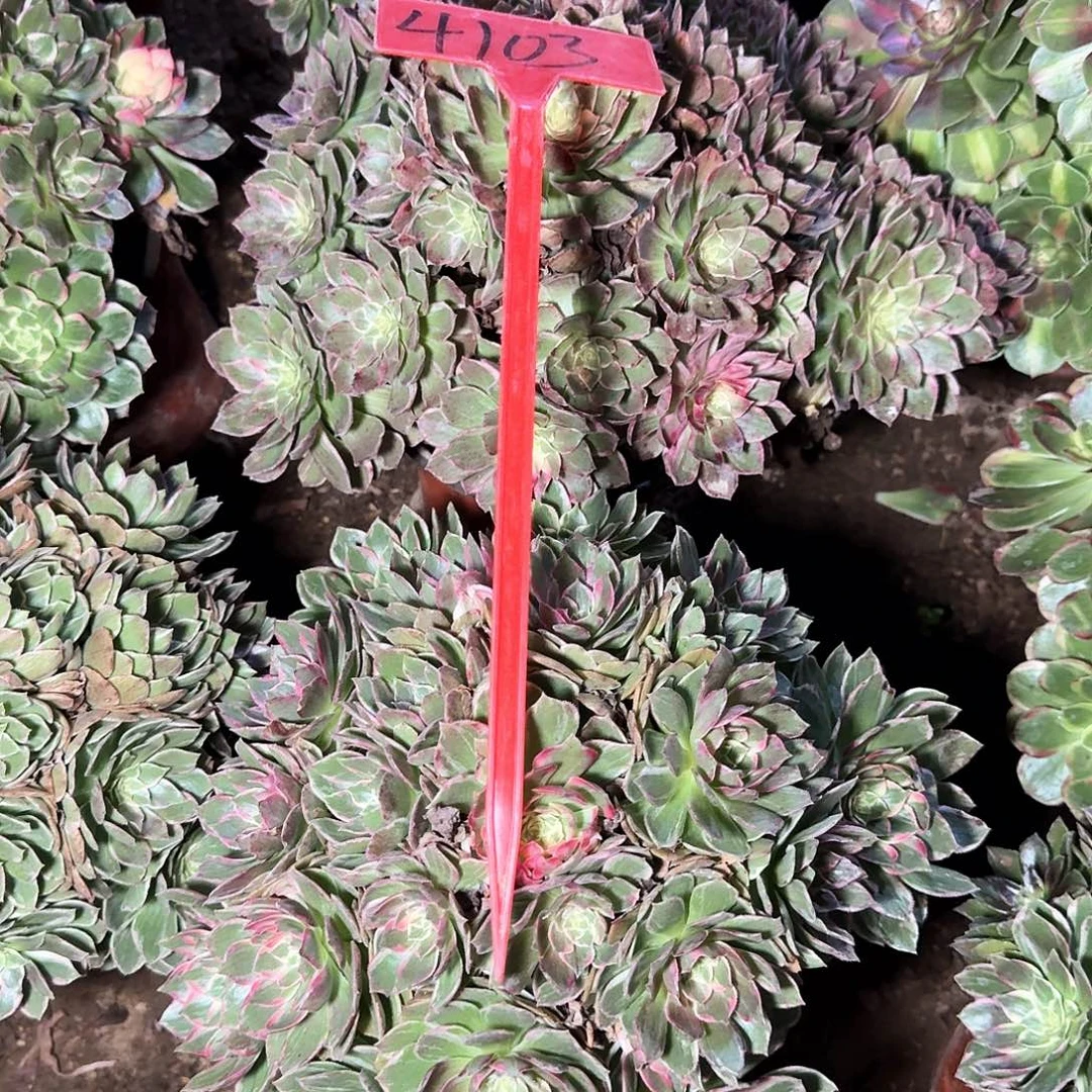 山***风4103万花筒多肉法师