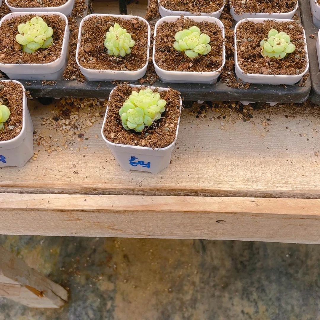 尼*黄财母本双头盆满25包邮