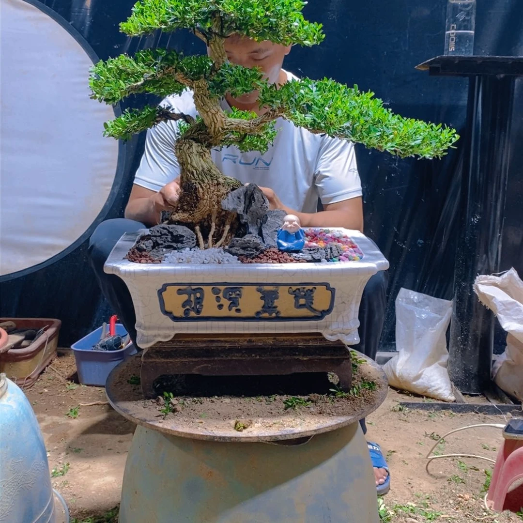 无花朵广东皱皮雀舌黄杨盆景