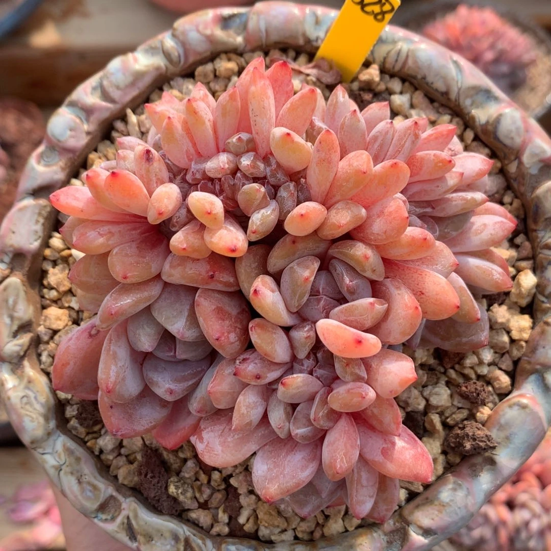 橙梦露缀化一物一拍 十九号多肉铺