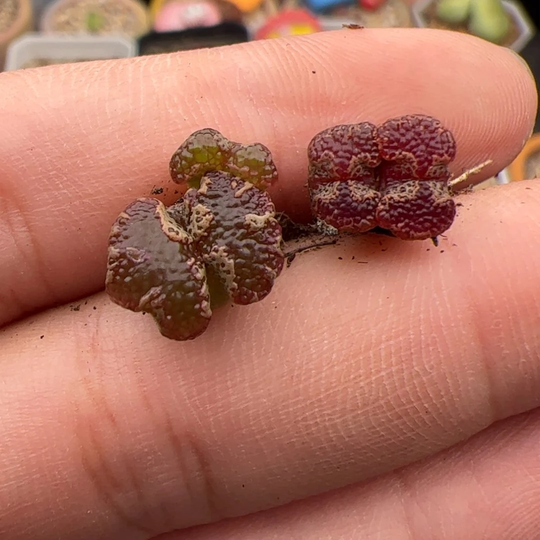 在****儿0256号超碟 2颗 多肉植物