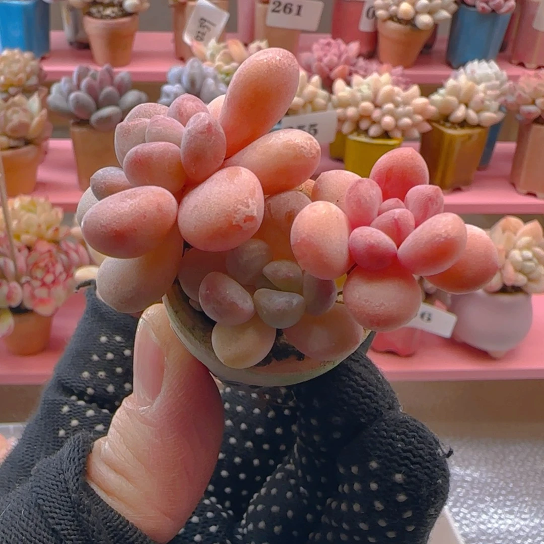 木糖醇200 ，满38包邮非偏远。包邮非偏远。