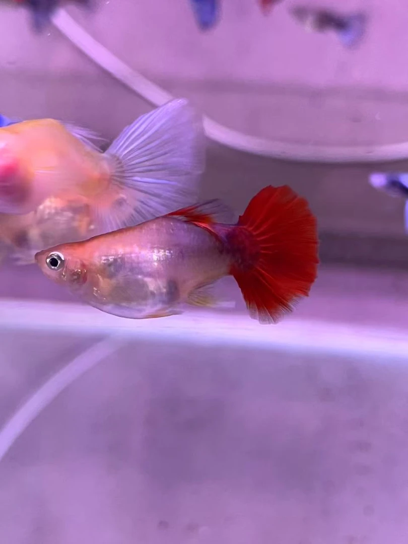 黄豹球孔雀鱼热带鱼观赏鱼小型鱼（报损需要开箱视频）