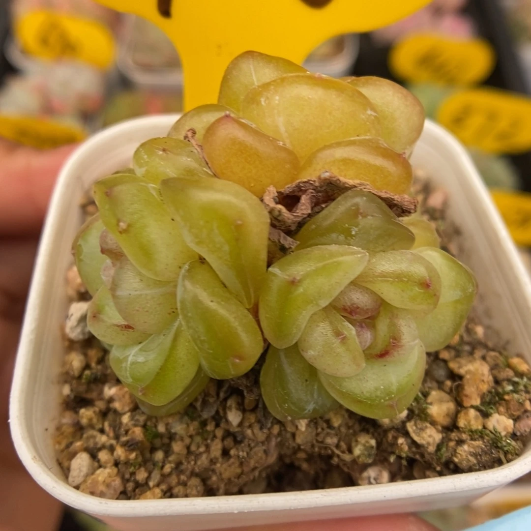 化水透珍妮群生408号