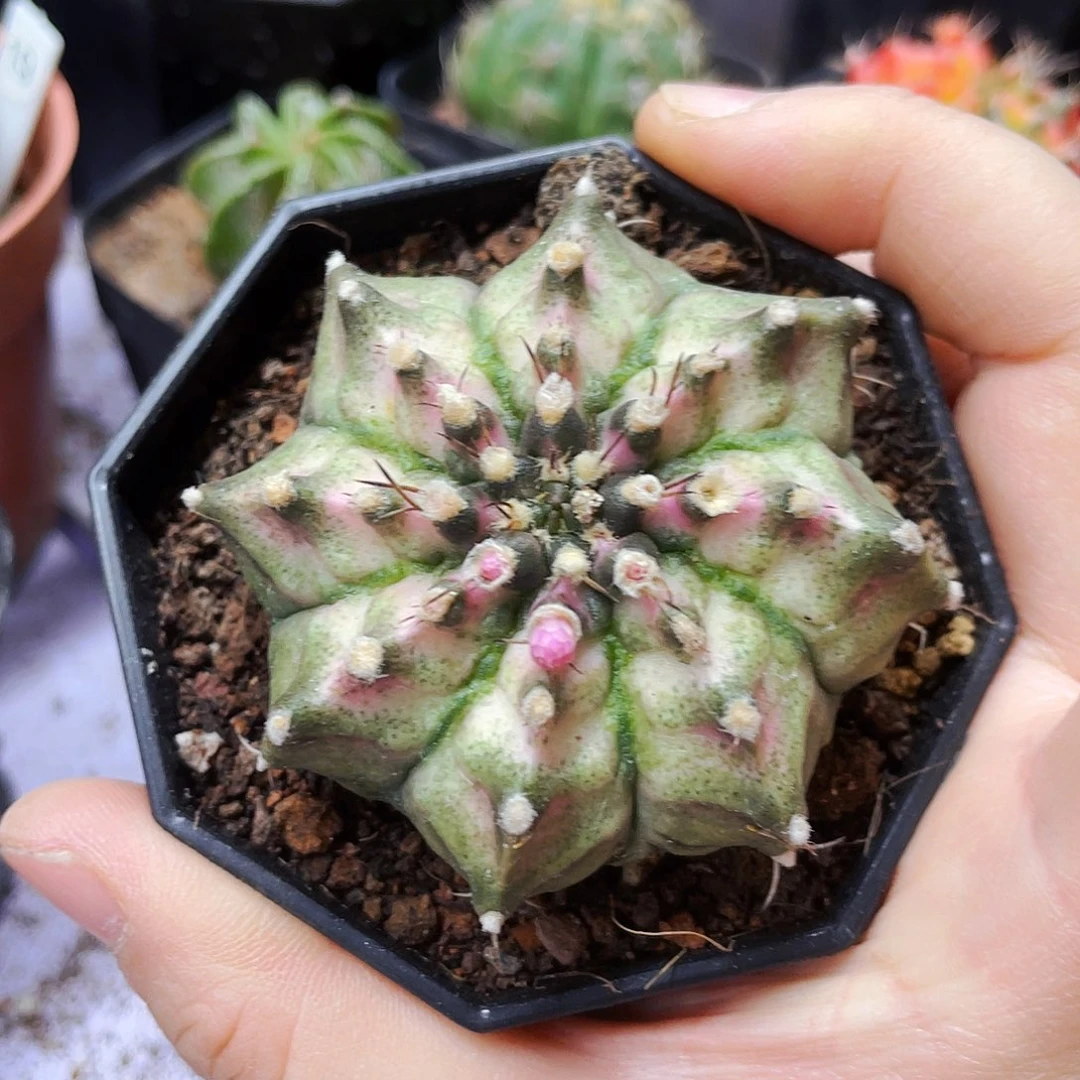 非偏远地区满25包邮仙人球裸根