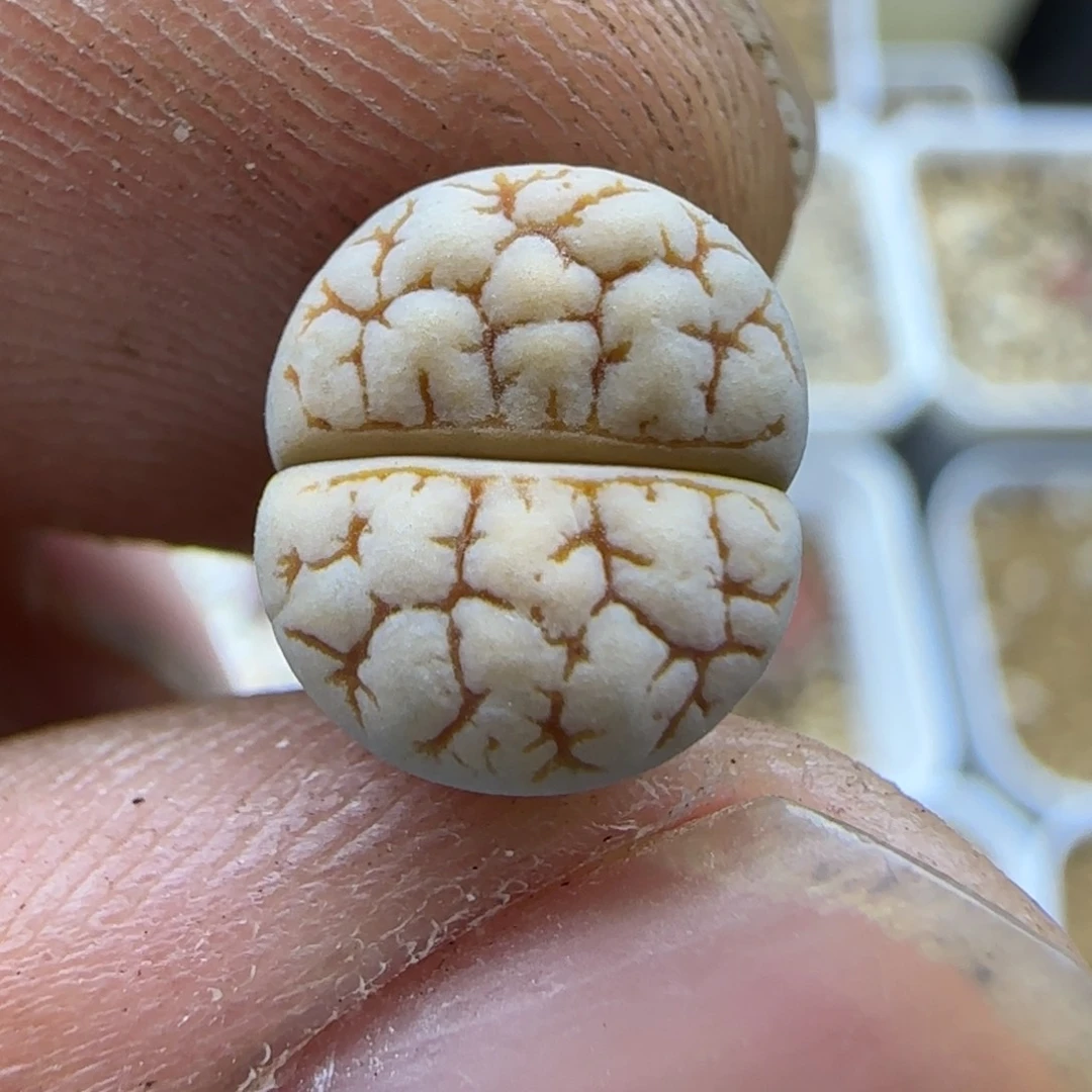 31 生石花大棚直播