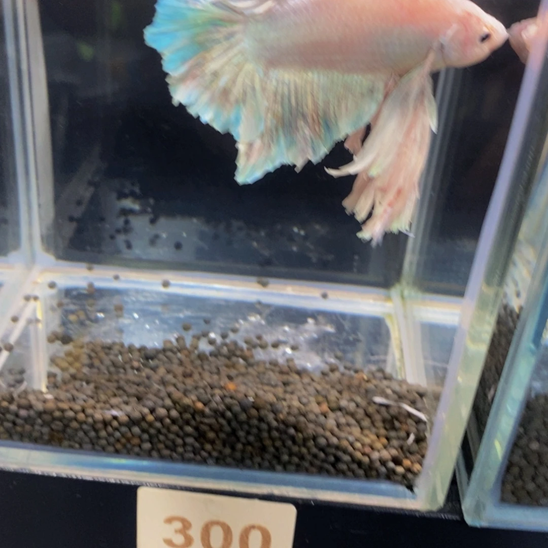 有***t斗鱼300巨斗11111