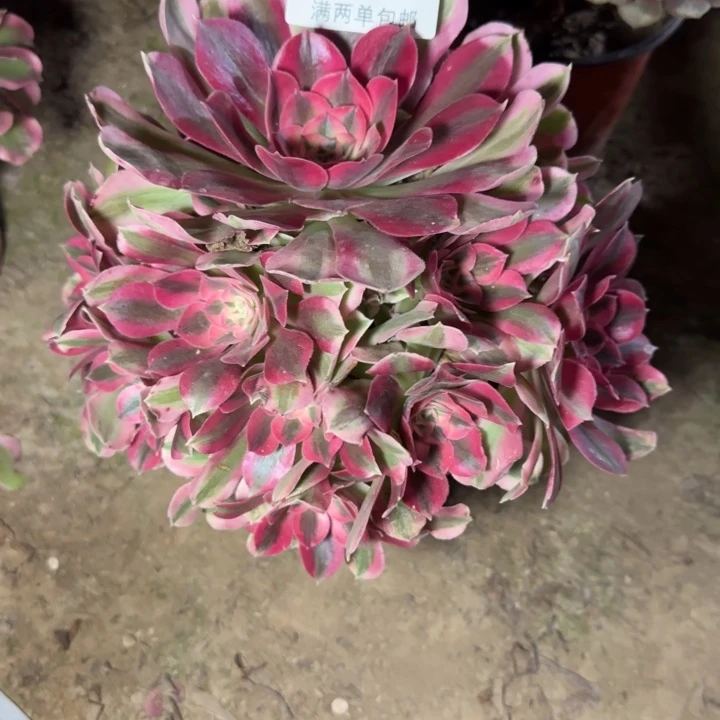 8487女巫多肉植物