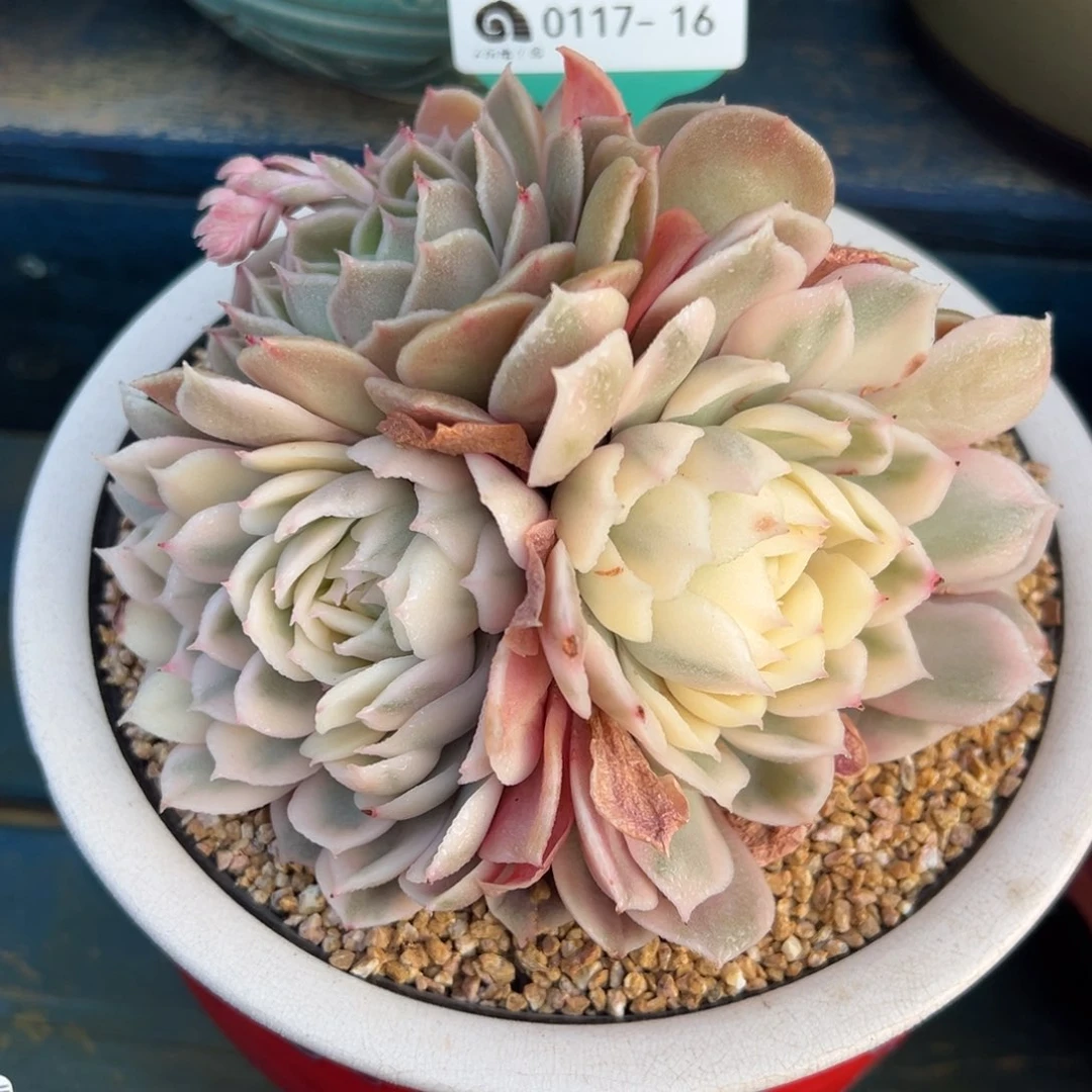 从前慢多肉精选编号0117.16