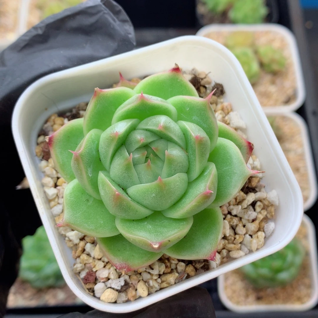 58包邮  群生不包整麦秆28