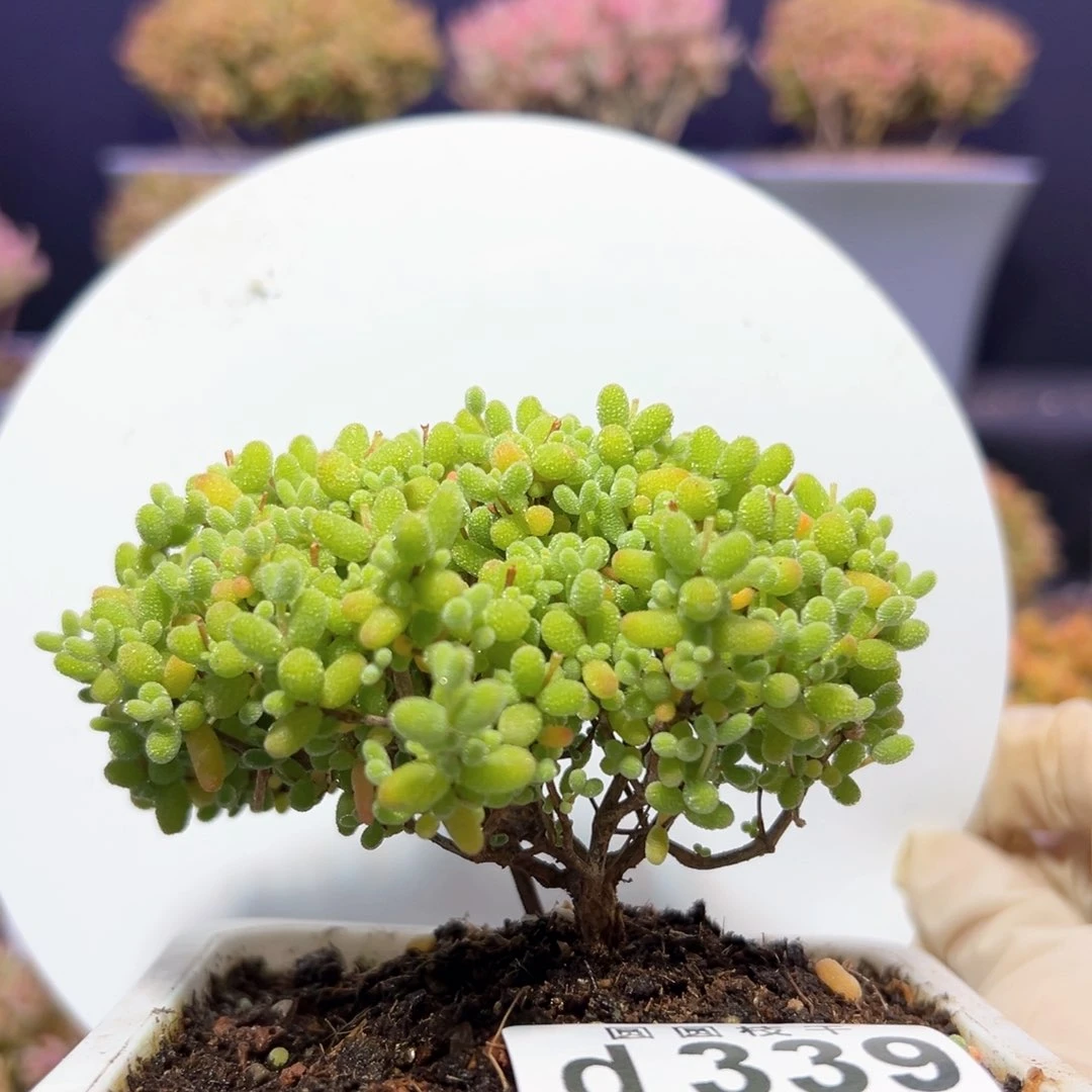 d339金桔糖球枝干番杏