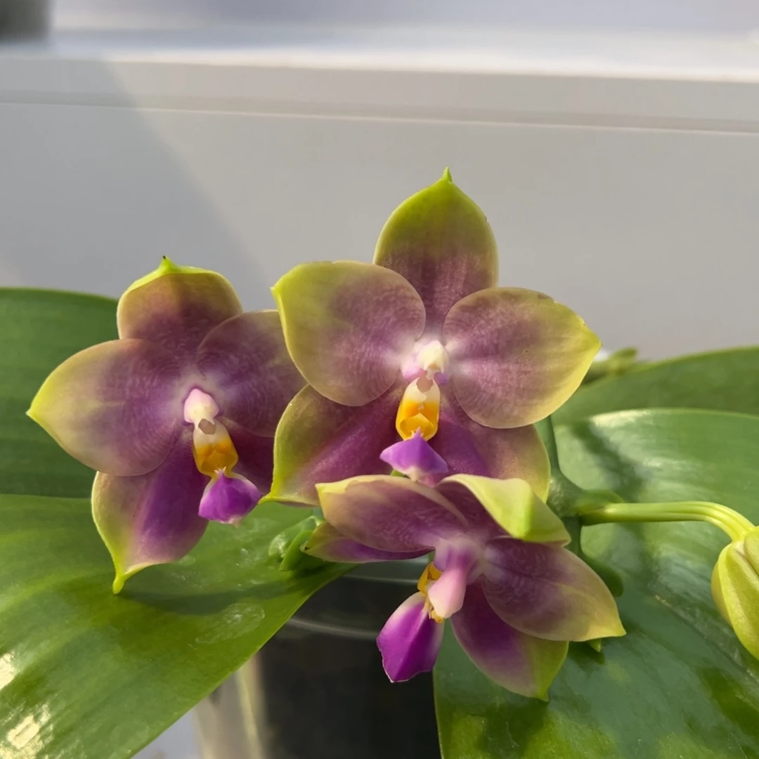 完全开放4.5寸杯蓝贝交弥陀白虎