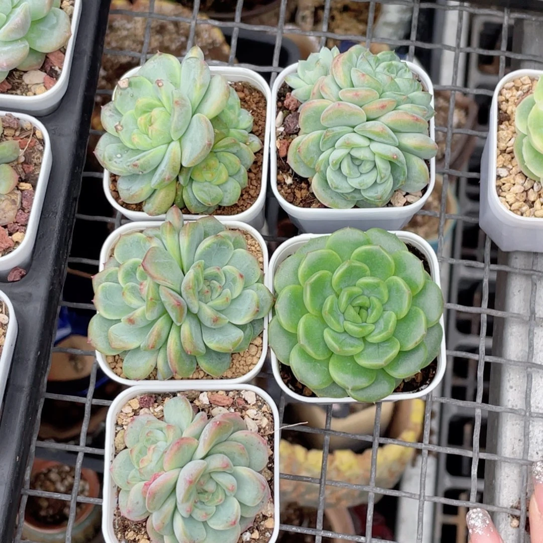 淼***逗糖心冰心珍妮组合5