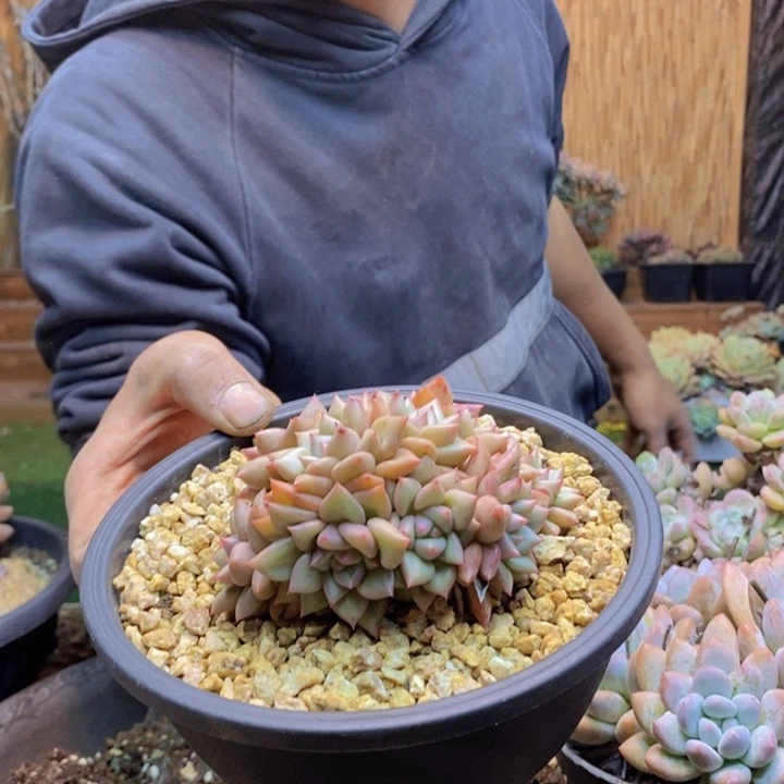 七***号475号象牙多肉植物