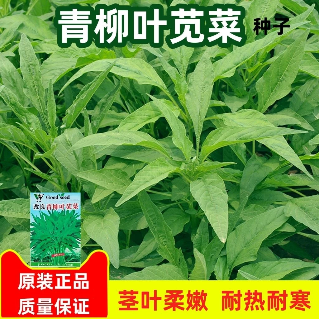 【青柳叶苋菜种子】绿苋菜汗菜种籽春夏季农家蔬菜野菜青菜种孑