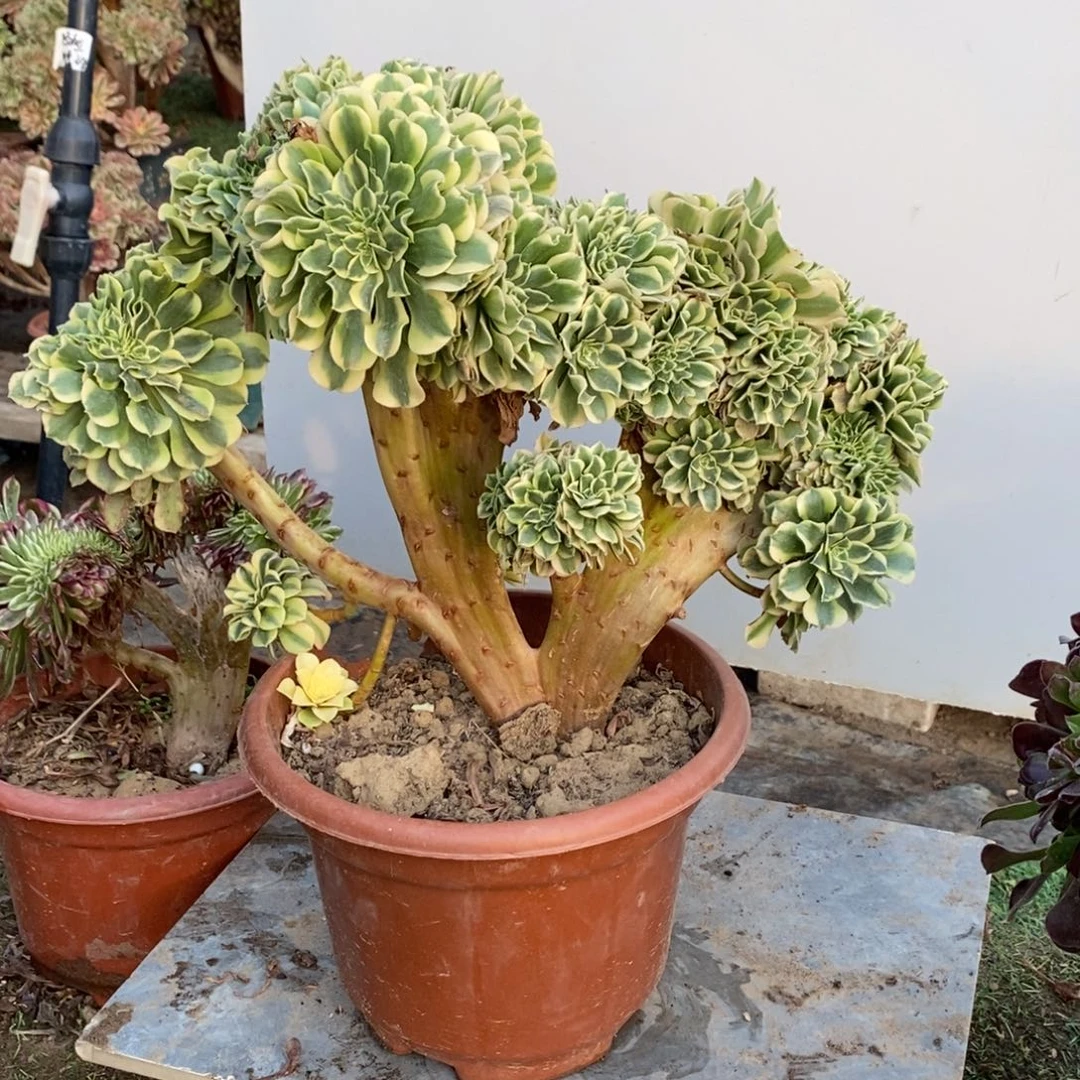 绿豆沙缀化1颗肉1597号