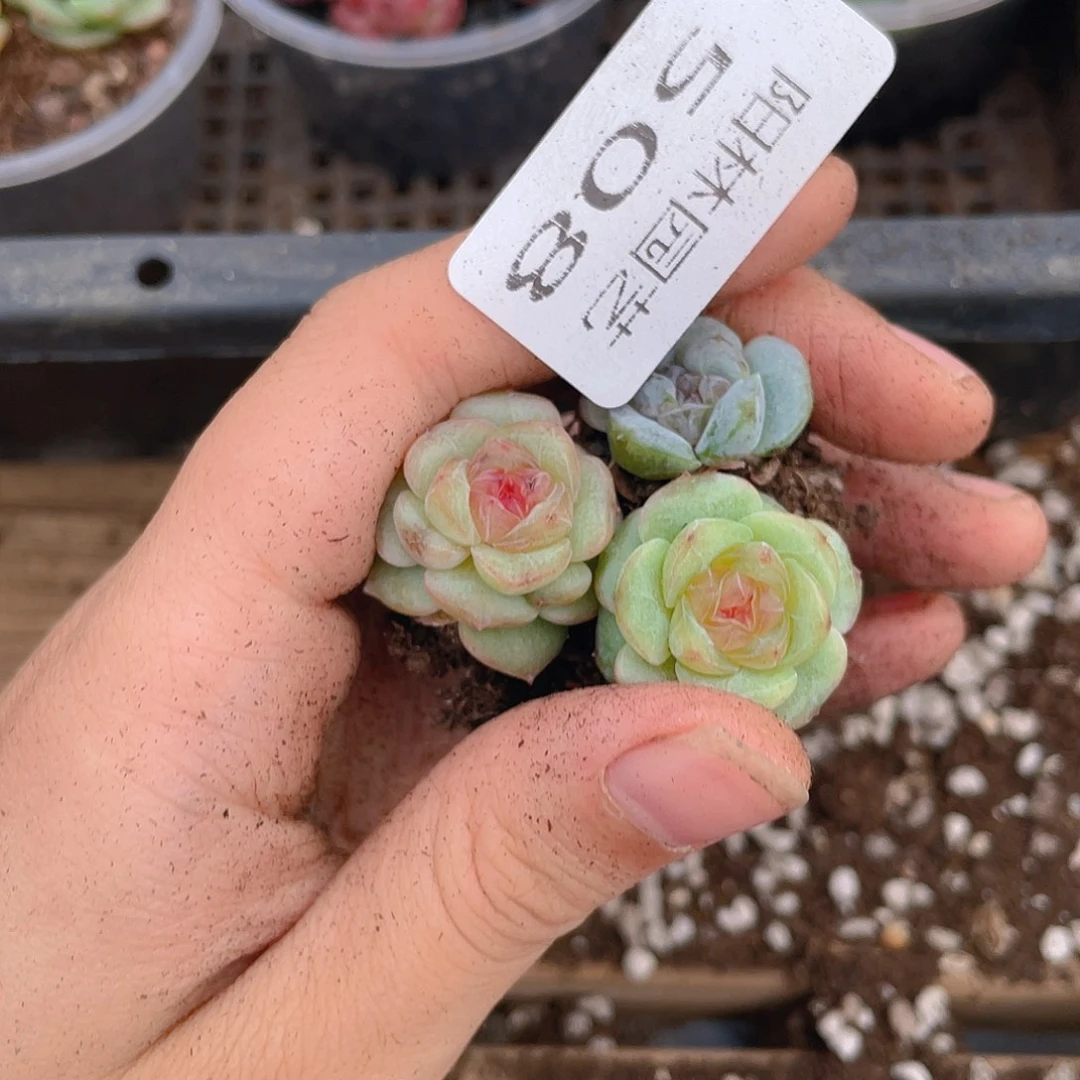 多肉植物多肉植物508