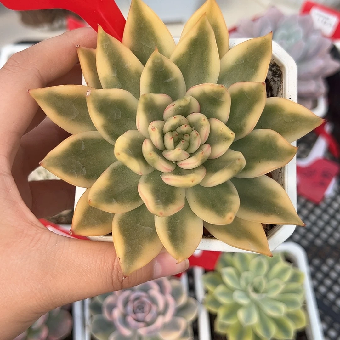 181号阿格尼斯锦多肉植物