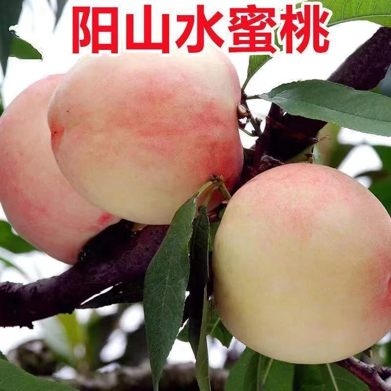 水蜜桃树苗盆栽晚熟冬桃树果苗嫁接特大地栽桃苗南北方种果树苗