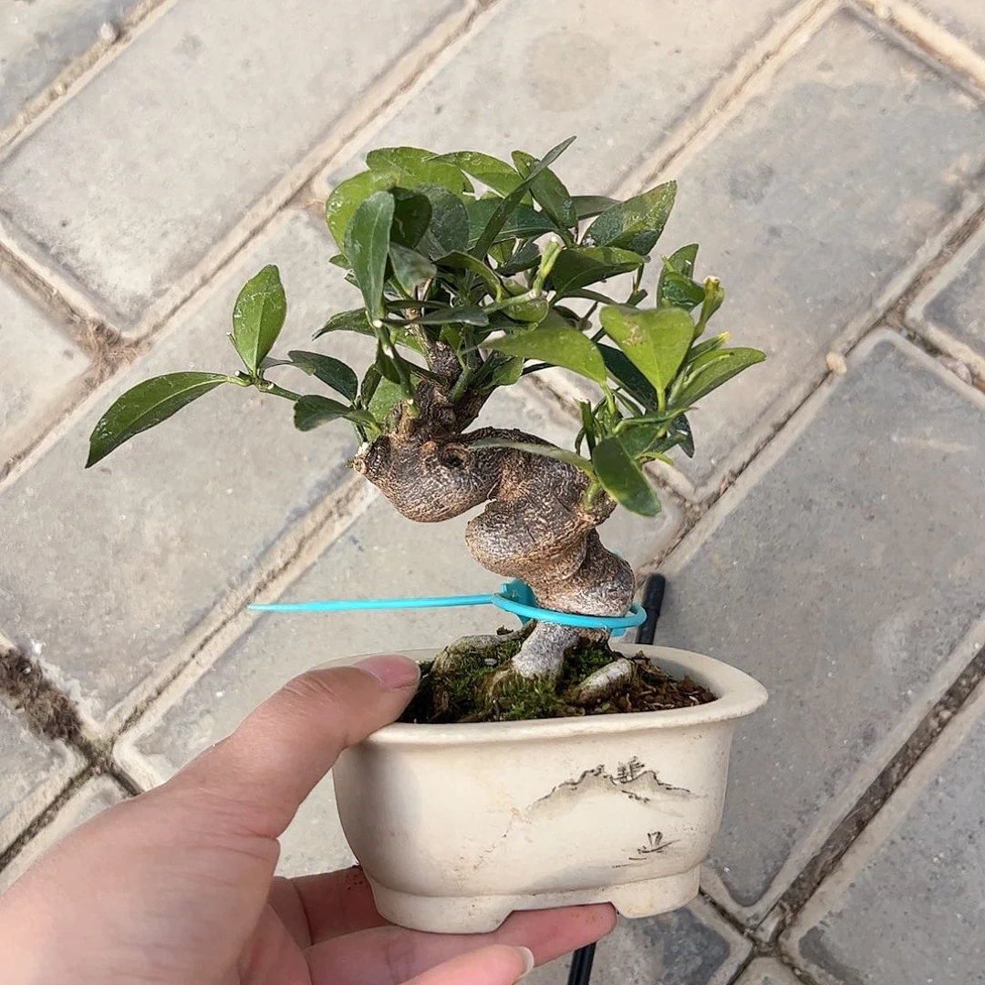 红陶A***6顺丰到付