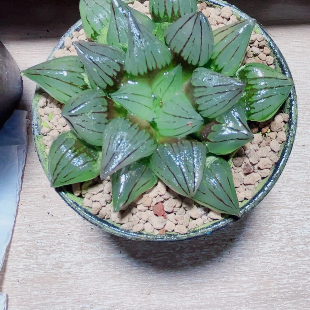 西瓜寿多肉植物6666