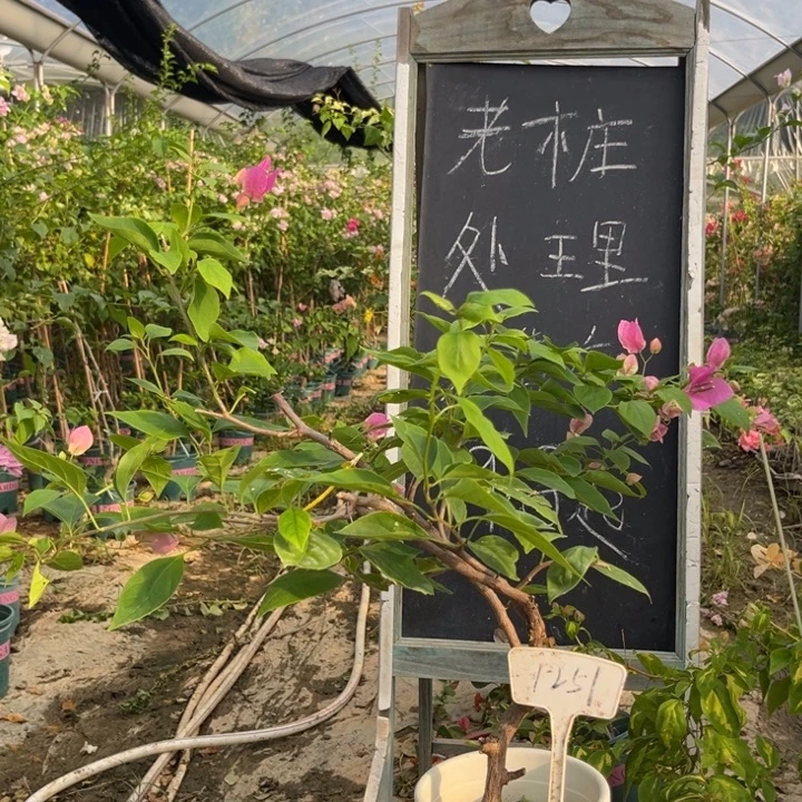无花朵三角梅三角梅1251