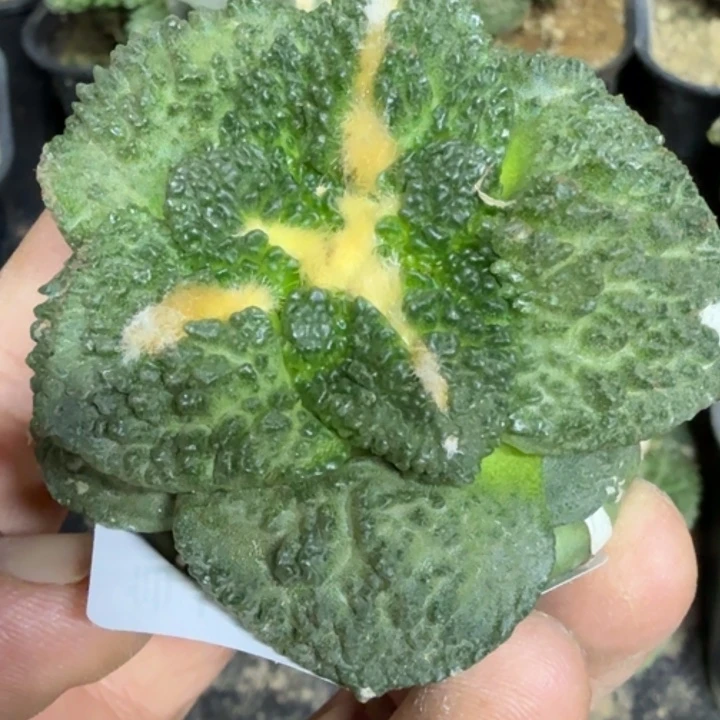 无花朵大尤哥斯拉878