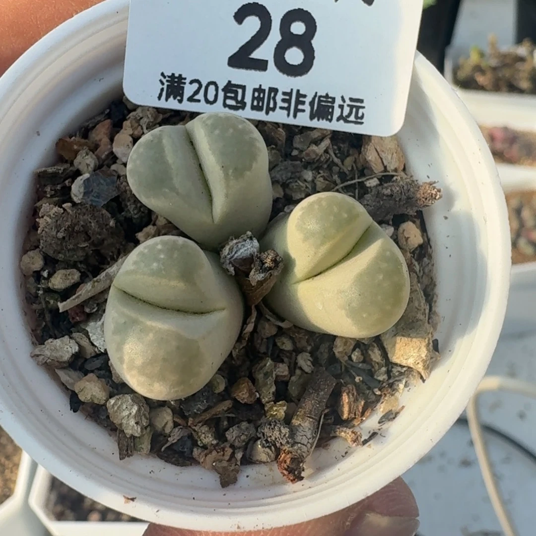 绿大内带盆土。