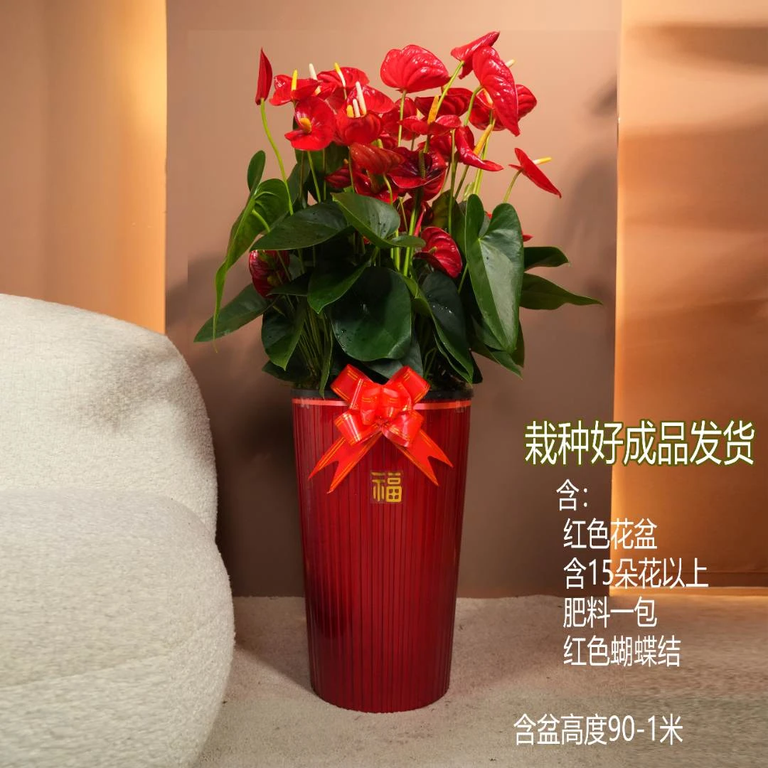 【年宵花落地款大红掌】室内好养绿植客厅盆栽四季开花净化空气