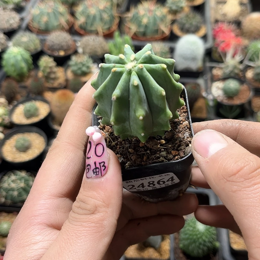 丁*苒24864一物一拍单头发货