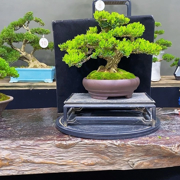 无花朵黄杨盆景四季常青
