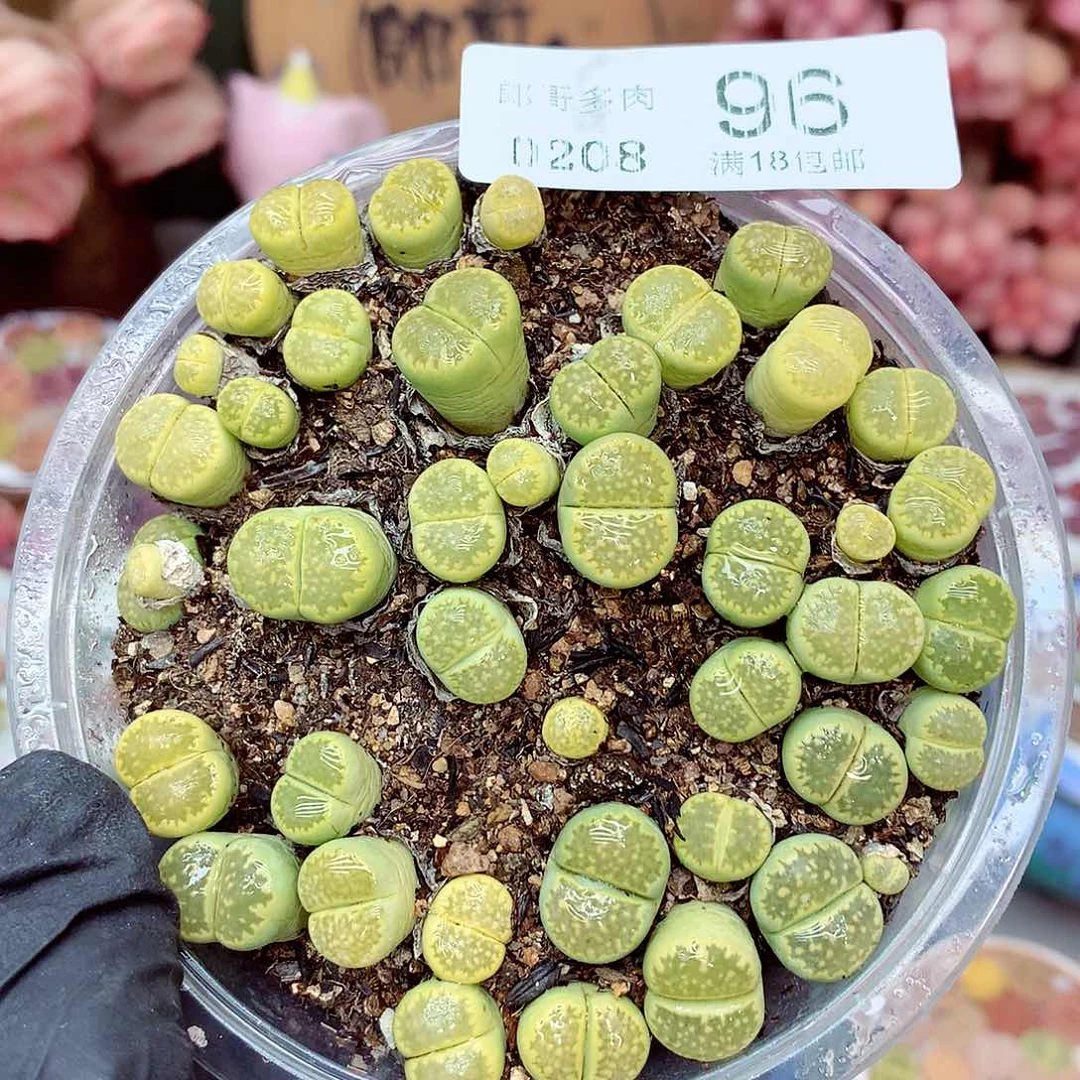 生石花满18包邮8-96