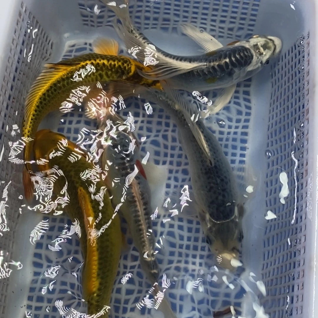 锦鲤冷水锦鲤包邮
